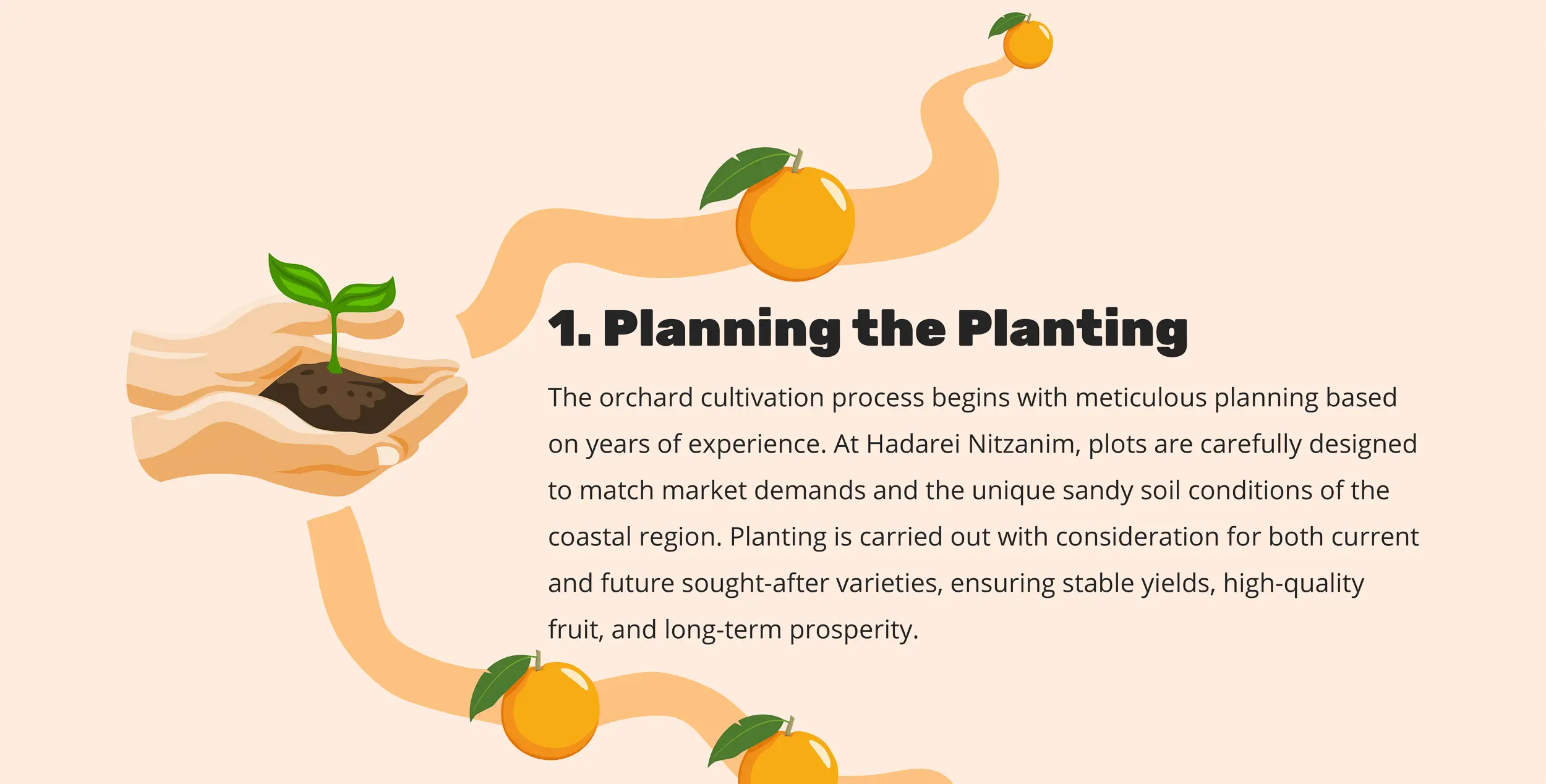 1. Planning the Planting - The orchard cultivation process begins with meticulous planning based on years of experience. At Hadarei Nitzanim, plots are carefully designed to match market demands and the unique sandy soil conditions of the coastal region. Planting is carried out with consideration for both current and future sought-after varieties, ensuring stable yields, high-quality fruit, and long-term prosperity.