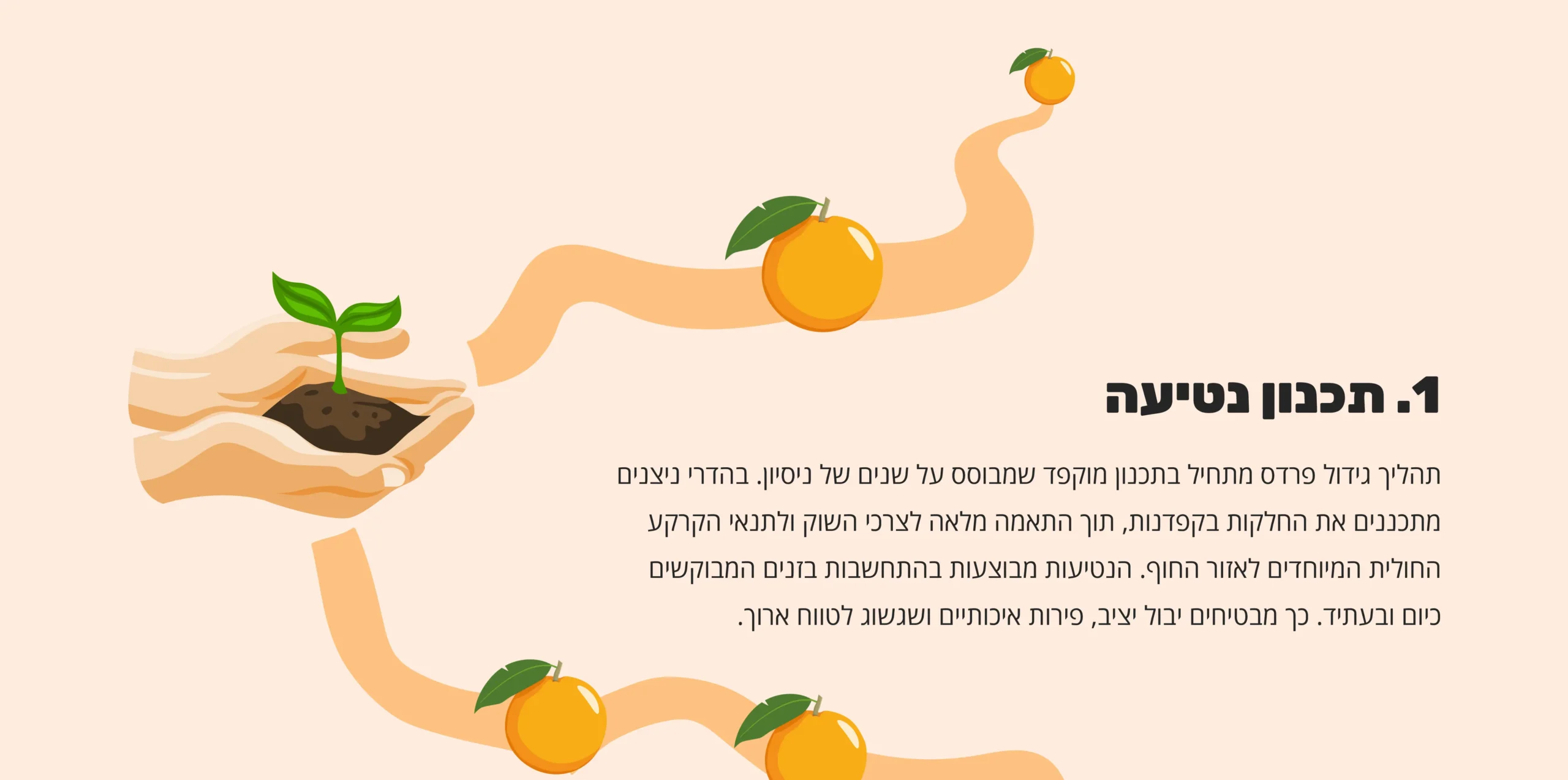 1. תכנון נטיעה - תהליך גידול פרדס מתחיל בתכנון מוקפד שמבוסס על שנים של ניסיון. בהדרי ניצנים מתכננים את החלקות בקפדנות, תוך התאמה מלאה לצרכי השוק ולתנאי הקרקע החולית המיוחדים לאזור החוף. הנטיעות מבוצעות בהתחשבות בזנים המבוקשים כיום ובעתיד. כך מבטיחים יבול יציב, פירות איכותיים ושגשוג לטווח ארוך.