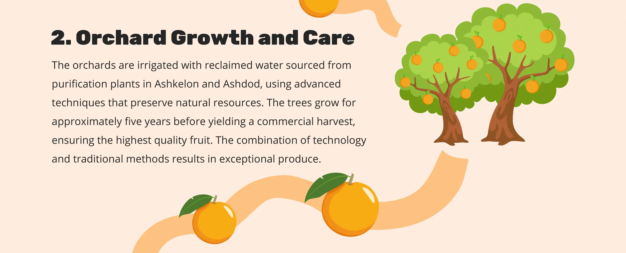 2. Orchard Growth and Care - The orchards are irrigated with reclaimed water sourced from purification plants in Ashkelon and Ashdod, using advanced techniques that preserve natural resources. The trees grow for approximately five years before yielding a commercial harvest, ensuring the highest quality fruit. The combination of technology and traditional methods results in exceptional produce.