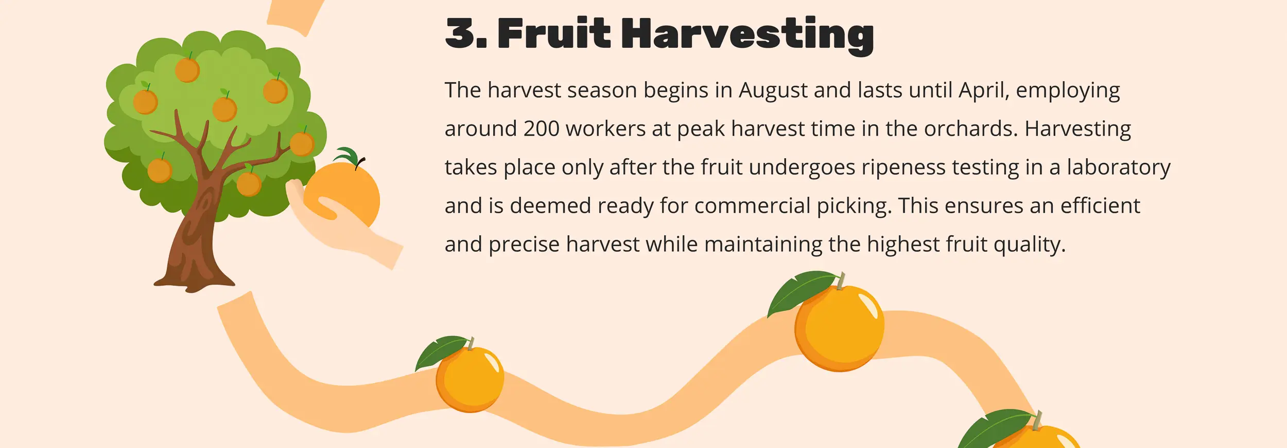 3. Fruit Harvesting - The harvest season begins in August and lasts until April, employing around 200 workers at peak harvest time in the orchards. Harvesting takes place only after the fruit undergoes ripeness testing in a laboratory and is deemed ready for commercial picking. This ensures an efficient and precise harvest while maintaining the highest fruit quality.