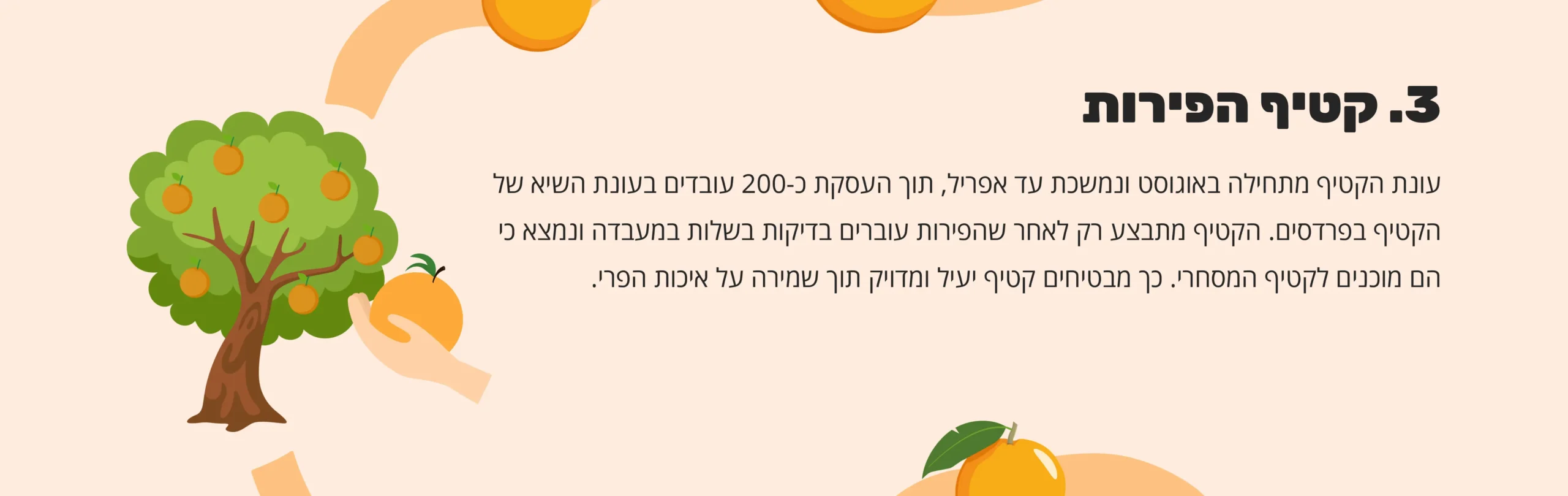 3. קטיף הפירות - עונת הקטיף מתחילה באוגוסט ונמשכת עד אפריל, תוך העסקת כ-200 עובדים בעונת השיא של הקטיף בפרדסים. הקטיף מתבצע רק לאחר שהפירות עוברים בדיקות בשלות במעבדה ונמצא כי הם מוכנים לקטיף המסחרי. כך מבטיחים קטיף יעיל ומדויק תוך שמירה על איכות הפרי.