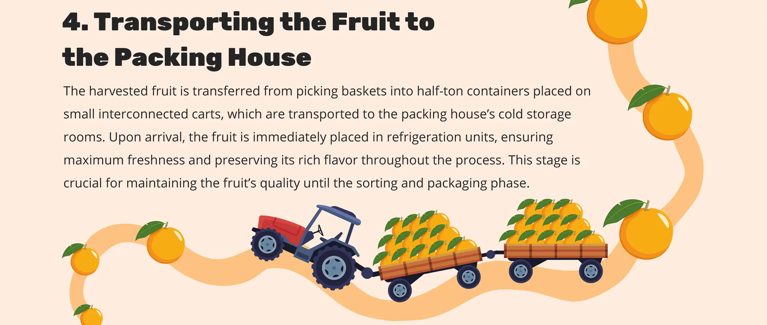 4. Transporting the Fruit to the Packing House - The harvested fruit is transferred from picking baskets into half-ton containers placed on small interconnected carts, which are transported to the packing house’s cold storage rooms. Upon arrival, the fruit is immediately placed in refrigeration units, ensuring maximum freshness and preserving its rich flavor throughout the process. This stage is crucial for maintaining the fruit’s quality until the sorting and packaging phase.