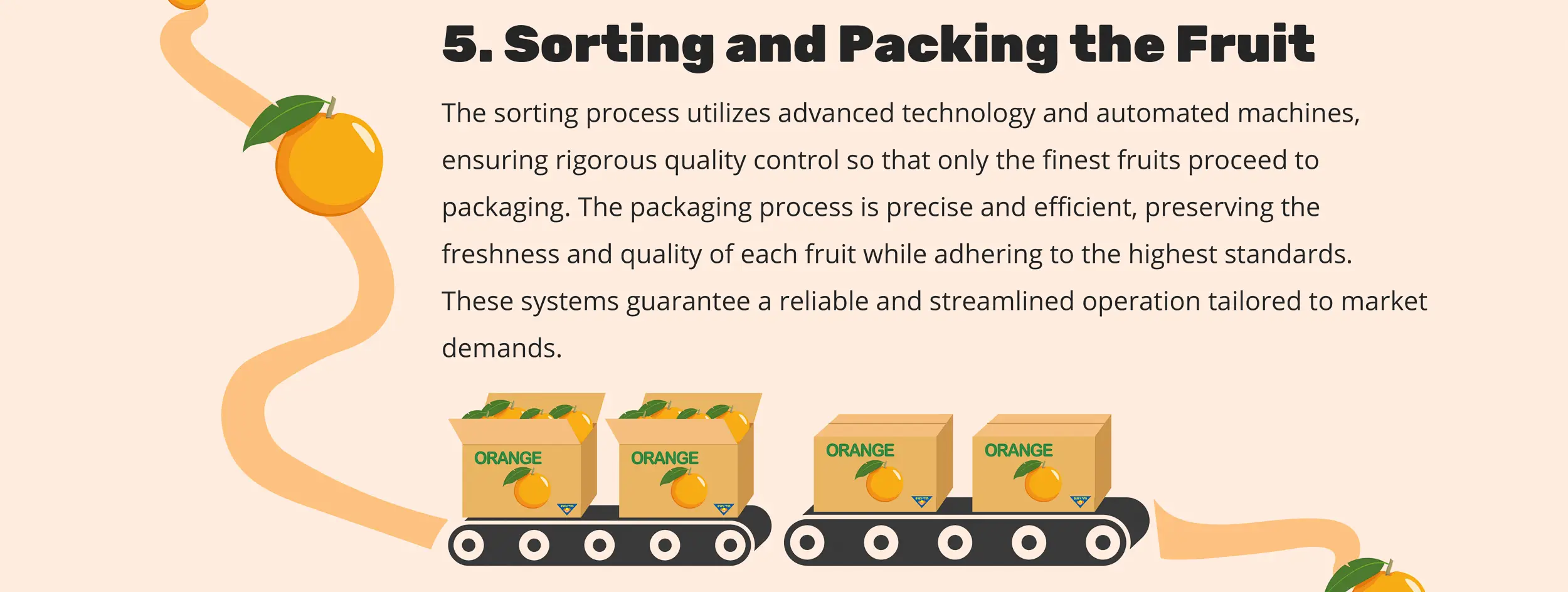 5. Sorting and Packing the Fruit - The sorting process utilizes advanced technology and automated machines, ensuring rigorous quality control so that only the finest fruits proceed to packaging. The packaging process is precise and efficient, preserving the freshness and quality of each fruit while adhering to the highest standards. These systems guarantee a reliable and streamlined operation tailored to market demands.