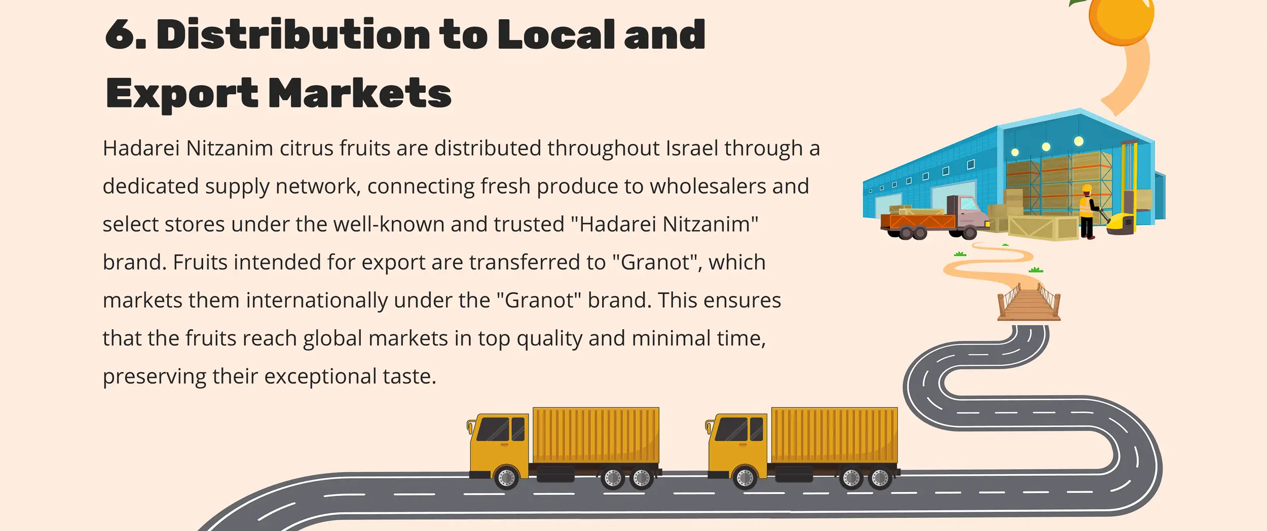 6. Distribution to Local and Export Markets - Hadarei Nitzanim citrus fruits are distributed throughout Israel through a dedicated supply network, connecting fresh produce to wholesalers and select stores under the well-known and trusted "Hadarei Nitzanim" brand. Fruits intended for export are transferred to "Granot", which markets them internationally under the "Granot" brand. This ensures that the fruits reach global markets in top quality and minimal time, preserving their exceptional taste.